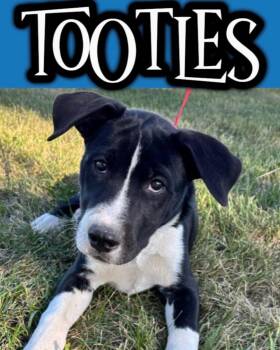 Rescue Pit Bull Terrier Dogs for Adoption in Muncie, Indiana - Tootles | PetCurious