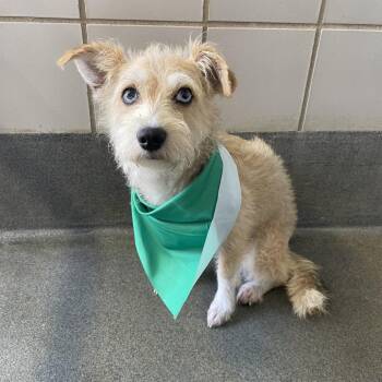 Jitter -  Terrier and Mixed Breed Dog for Adoption in San Antonio, Texas - Jitter | PetCurious