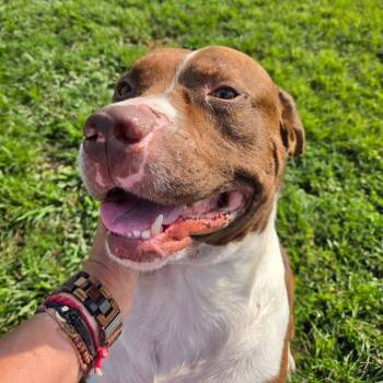 Winston -  Pit Bull Terrier Dog for Adoption in Petersburg, Indiana - Winston | PetCurious