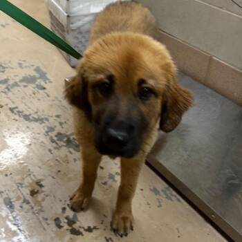 Mixed Breed Dogs Available for Adoption in Gadsden, Alabama - Van | PetCurious