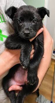 Mixed Breed Dogs Available for Adoption in Kenosha, Wisconsin - Tamatoa  | PetCurious