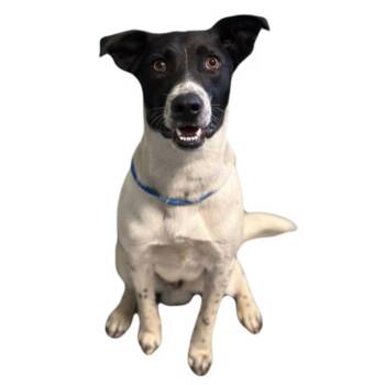 Sam -  Border Collie Dog for Adoption in Red Bluff, California - Sam | PetCurious