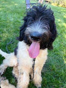 Travis Kelsey -  Newfoundland Dog and Poodle Dog for Adoption in Orland Park, Illinois - Travis Kelsey | PetCurious