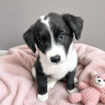 Border Collie Dogs Available for Adoption in Boerne, Texas - Winnie | PetCurious