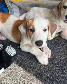 Breezy -  Labrador Retriever and Hound Dog for Adoption - Breezy | PetCurious