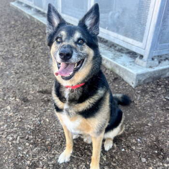 Rescue German Shepherd Dog Dogs for Adoption in Oakland, California - Kris | PetCurious