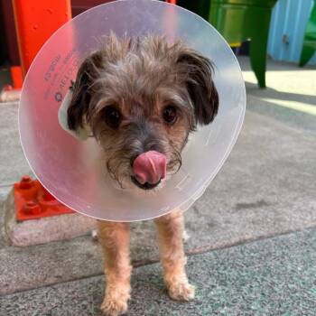 PacSun 14367 -  Miniature Schnauzer Dog for Adoption in San Francisco, California - PacSun 14367 | PetCurious