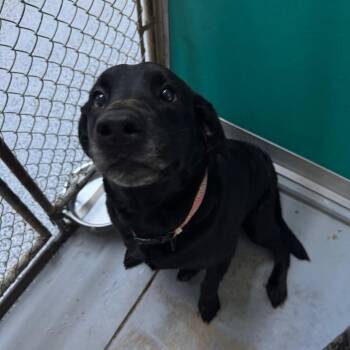 Labrador Retriever and Mixed Breed Dogs Available for Adoption in Middleburg, Florida - Zinnie 28469 | PetCurious