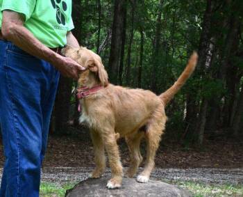Sandy -  Labradoodle Dog for Adoption in Willingboro, New Jersey - Sandy | PetCurious