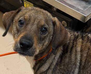 LARAMIE -  Mountain Cur Dog for Adoption in Elizabethton, Tennessee - LARAMIE | PetCurious