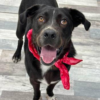 Buddy -  Labrador Retriever Dog for Adoption in Lufkin, Texas - Buddy | PetCurious