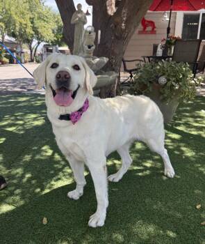Lulu -  Labrador Retriever Dog for Adoption in Temecula, California - Lulu | PetCurious