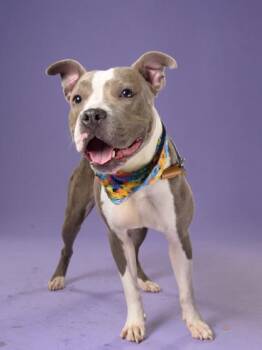TIKA -  American Staffordshire Terrier and Mixed Breed Dog for Adoption in Atlanta, Georgia - TIKA | PetCurious