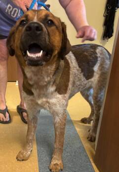Millie -  Cattle Dog Dog for Adoption in Little Elm, Texas - Millie | PetCurious