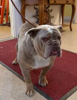 English Bulldog Dogs Available for Adoption - Kai | PetCurious
