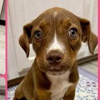 Doberman Pinscher Dogs Available for Adoption in Clearwater, Florida - Blossom | PetCurious
