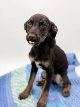Terrier and Mixed Breed Dogs Available for Adoption - Pablo | PetCurious