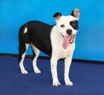 ITTY BITTY -  Terrier Dog for Adoption in Pasadena, California - ITTY BITTY | PetCurious