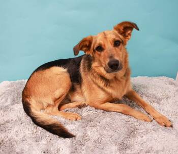 Rosie -  German Shepherd Dog and Retriever Dog for Adoption in Loogootee, Indiana - Rosie | PetCurious
