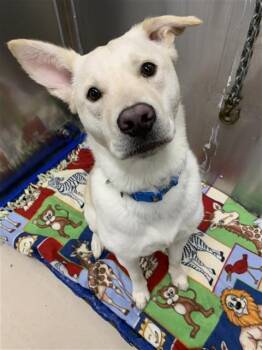 Husky and Mixed Breed Dogs Available for Adoption in Fairbanks, Alaska - FIREWEED | PetCurious