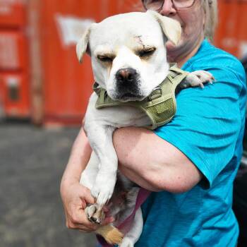 Brody - Small Guy with a Big Personality -  French Bulldog and Chihuahua Dog for Adoption in Kirkland, Washington - Brody - Small Guy With A Big Personality | PetCurious