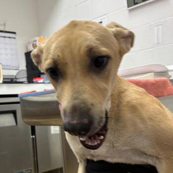 Jane -  Labrador Retriever and Mixed Breed Dog for Adoption in Corpus Christi, Texas - Jane | PetCurious
