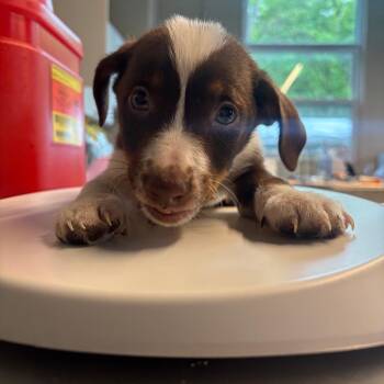Mixed Breed Dogs Available for Adoption in Huntington, West Virginia - Shaggi | PetCurious