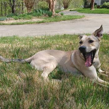Rescue Shepherd Dogs for Adoption in Cumming, Georgia - Tucker 21299 | PetCurious