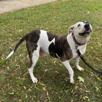 ADRIANNA - Sweet Gentle Girl needs a Furever Home - PLs WATCH HE -  American Staffordshire Terrier Dog for Adoption in Clifton, New Jersey - ADRIANNA - Sweet Gentle Girl Needs A Furever Home - PLs WATCH HE | PetCurious