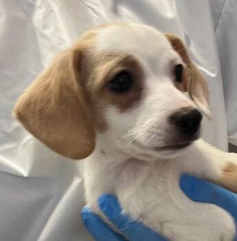 George -  Dachshund and Chihuahua Dog for Adoption in Golden, Colorado - George | PetCurious