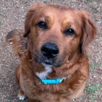 Golden Retriever and Shepherd Dogs Available for Adoption in The Colony, Texas - Astrid | PetCurious