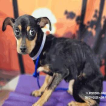 Calista D11279 -  Miniature Pinscher and Chihuahua Dog for Adoption - Calista D11279 | PetCurious