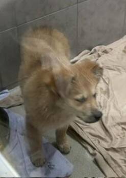 Scotch -  Mixed Breed Dog for Adoption in Maryville, Tennessee - Scotch | PetCurious