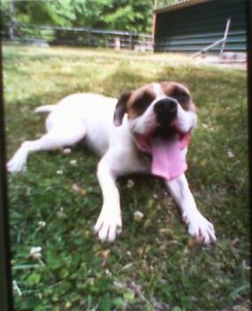 Boxer and Mixed Breed Dogs Available for Adoption in Charlotte, North Carolina - A1263724 | PetCurious