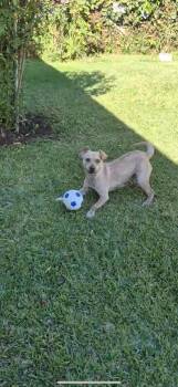 Rescue Chihuahua Dogs for Adoption in West Hollywood, California - GiGi | PetCurious