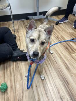 Bandit -  Mixed Breed Dog for Adoption in Raleigh, North Carolina - Bandit | PetCurious
