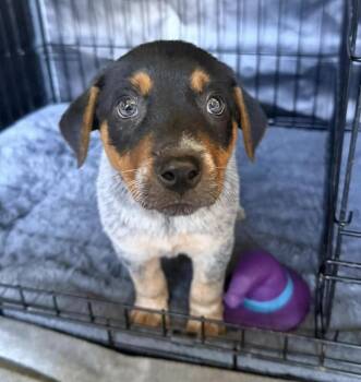 Blue Atlas -  Mixed Breed Dog for Adoption in Alden, New York - Blue Atlas | PetCurious