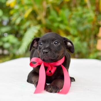 Mixed Breed Dogs Available for Adoption in Kailua-kona, Hawaii - Pitaya | PetCurious