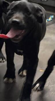 Black Labrador Retriever Dogs Available for Adoption - Bunny | PetCurious