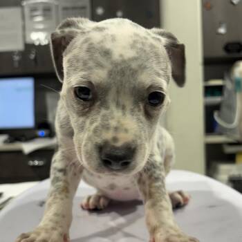 Jolene -  Australian Cattle Dog Blue Heeler and Australian Shepherd Dog for Adoption in Tampa, Florida - Jolene | PetCurious