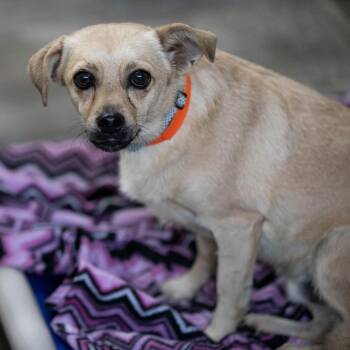 Tanner (AG26-212) -  Chihuahua and Mixed Breed Dog for Adoption in Peyton, Colorado - Tanner (AG26-212) | PetCurious
