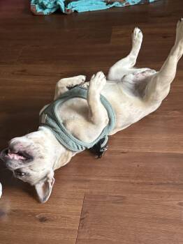 Duke -  French Bulldog Dog for Adoption in Nashville, Tennessee - Duke | PetCurious