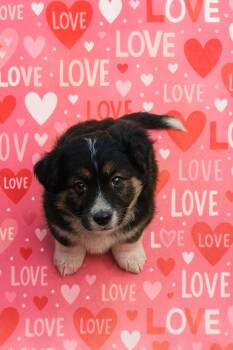 Corgi Dogs Available for Adoption - ZigZag | PetCurious