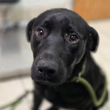 Chaz -  Mixed Breed Dog for Adoption in Charleston, West Virginia - Chaz | PetCurious