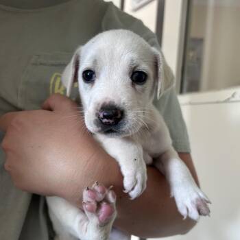 Peach -  Mixed Breed Dog for Adoption in Durham, North Carolina - Peach | PetCurious