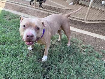 American Staffordshire Terrier Dogs Available for Adoption in Plano, Texas - Athena A217824 | PetCurious