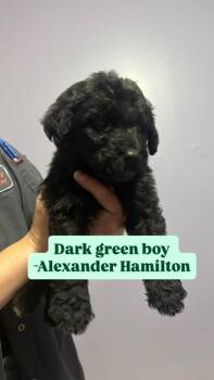 Alexander Hamilton (Dark Green) -  Labrador Retriever and Poodle Dog for Adoption in Russellville, Kentucky - Alexander Hamilton (Dark Green) | PetCurious