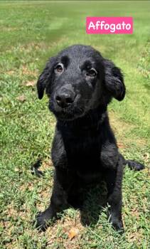 Affogato - Not at shelter -  Shepherd and Golden Retriever Dog for Adoption in Rustburg, Virginia - Affogato - Not At Shelter | PetCurious