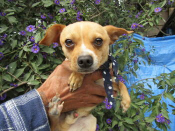Rescue Chihuahua Dogs for Adoption in San Diego, California - Charles,,, | PetCurious