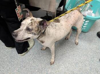 SKY -  Pit Bull Terrier and Mixed Breed Dog for Adoption in Rowlett, Texas - SKY | PetCurious